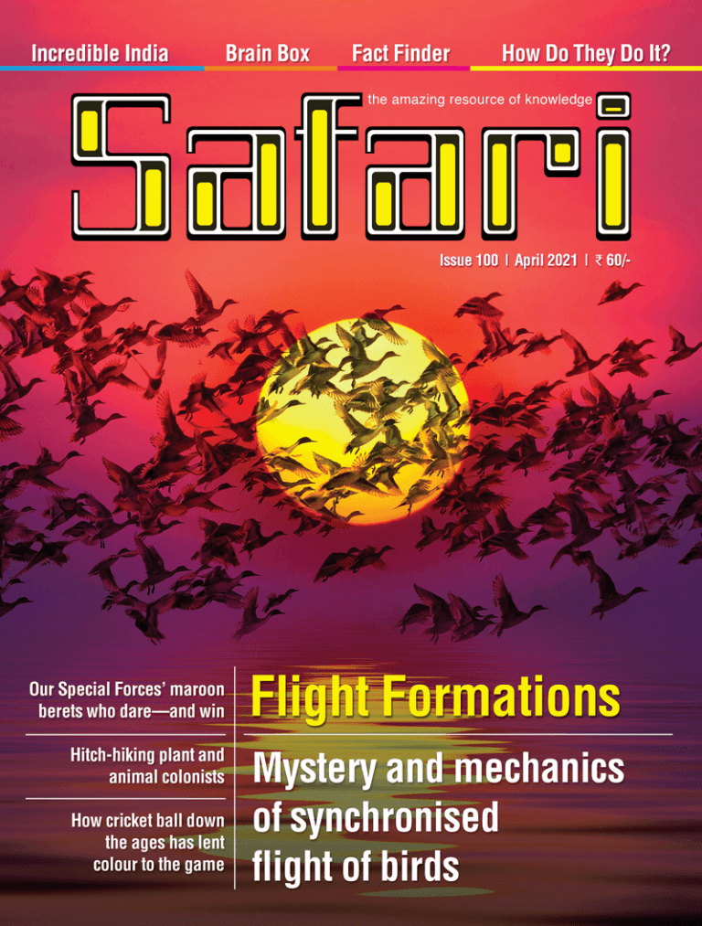 safari magazine in english