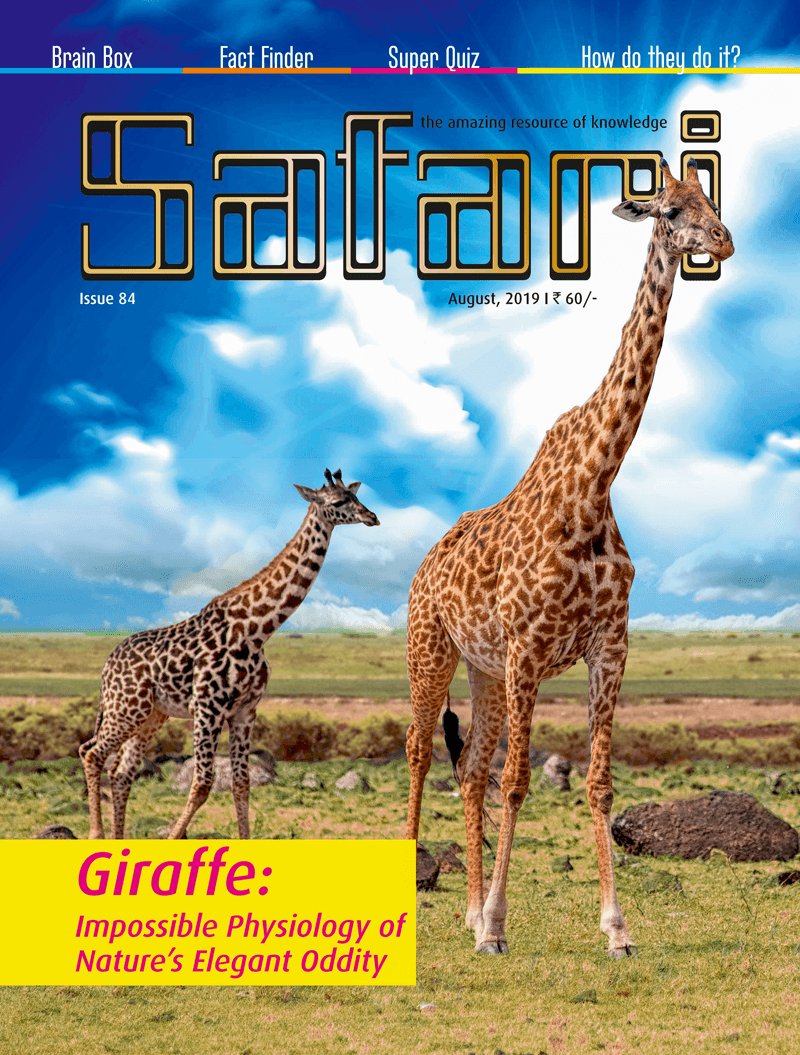 safari english magazine subscription